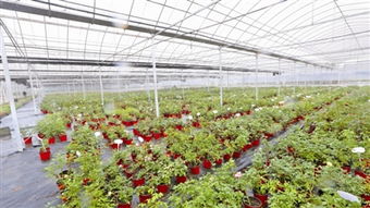 500亩设施花卉苗木种植基地建成靖江网